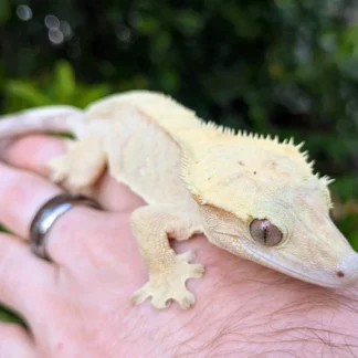 Yellow Tiger Crested Gecko Female N360 - Buy Online at Crested Geckos US