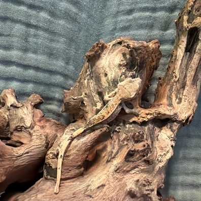 Orange Cream Harlequin Partial Pinstripe Crested Gecko - Buy Online at Crested Geckos US