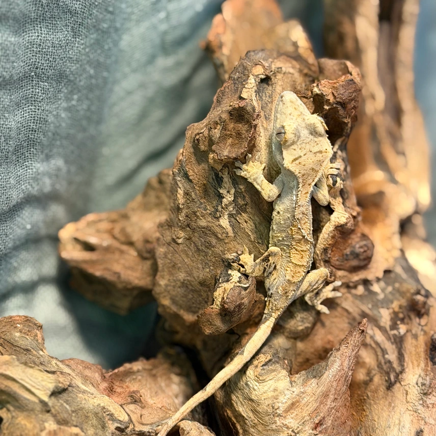 Orange Cream Harlequin Partial Pinstripe (Banded/Tiger) Crested Gecko Photo - Crested Geckos US