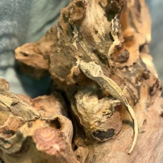 Cream Dorsal Flame Crested Gecko - Buy Online at Crested Geckos US