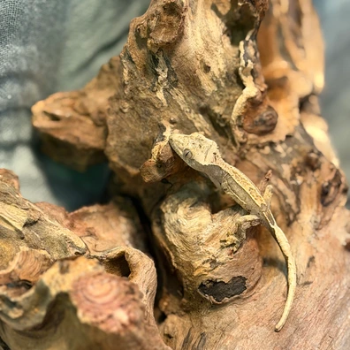 Cream Dorsal Flame Crested Gecko - Buy Online at Crested Geckos US