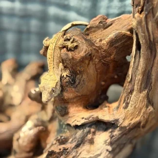 Bright Orange Harlequin Partial Pinstripe Crested Gecko - Buy Online at Crested Geckos US