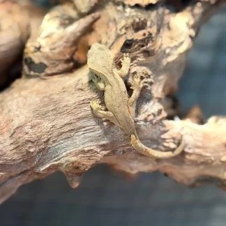 Red Base Patternless Crested Gecko – Juvenile - Buy Online at Crested Geckos US