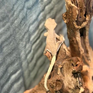 Red Harlequin Partial Pinstripe Crested Gecko - Buy Online at Crested Geckos US
