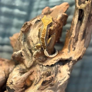 High Contrast Harlequin Partial Pinstripe Dalmatian Crested Gecko - Buy Online at Crested Geckos US