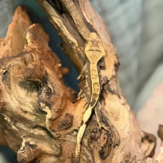 Dark Base Harlequin Partial Pinstripe Crested Gecko - Buy Online at Crested Geckos US