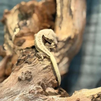 High Cream Harlequin Partial Pinstripe Crested Gecko - Buy Online at Crested Geckos US