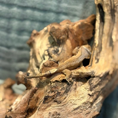 Red/Brown Patternless Crested Gecko – Juvenile - Buy Online at Crested Geckos US