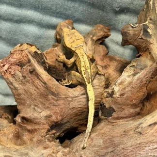 Orange Cream Flame Partial Pinstripe Crested Gecko - Buy Online at Crested Geckos US