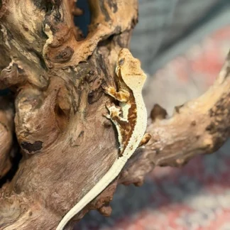 Extreme Harlequin White Wall Crested Gecko – High White Tricolor - Crested Gecko for Sale