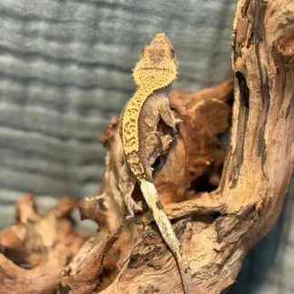 Harlequin Partial Pinstripe Crested Gecko – Juvenile - Buy Online at Crested Geckos US