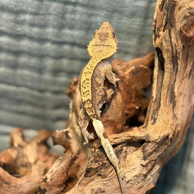 Harlequin Partial Pinstripe Crested Gecko – Juvenile - Buy Online at Crested Geckos US