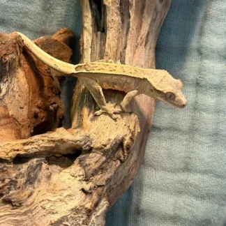 Flame Dalmatian Partial Pinstripe Crested Gecko – Juvenile - Buy Online at Crested Geckos US