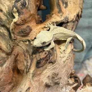 Quadstripe Tiger/Flame Crested Gecko – Partial Pinstripe - Buy Online at Crested Geckos US