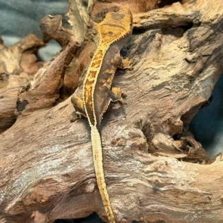 High Contrast Harlequin Crested Gecko – Partial Pinstripe - Buy Online at Crested Geckos US