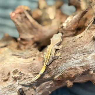 Flame Partial Pinstripe Crested Gecko – Juvenile - Buy Online at Crested Geckos US