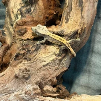 Harlequin Dalmatian Crested Gecko – Partial Pinstripe - Buy Online at Crested Geckos US