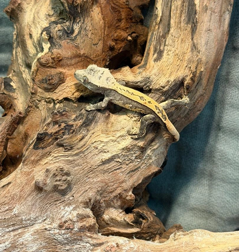 Harlequin Dalmatian Crested Gecko – Partial Pinstripe Photo - Crested Geckos US