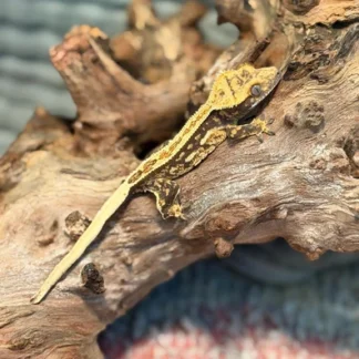 High White Harlequin Crested Gecko – Partial Pinstripe - Buy Online at Crested Geckos US