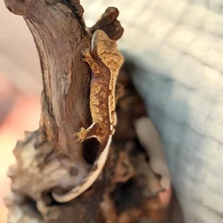 Flame Crested Gecko – Cream Dorsal - Buy Online at Crested Geckos US