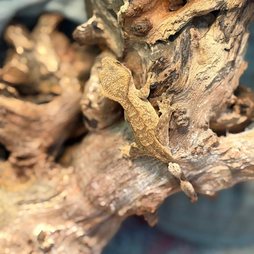 Brindle Crested Gecko – Juvenile Photo - Crested Geckos US