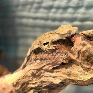 Tiger / Brindle Crested Gecko – Juvenile - Buy Online at Crested Geckos US