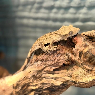 Tiger / Brindle Crested Gecko – Juvenile - Buy Online at Crested Geckos US