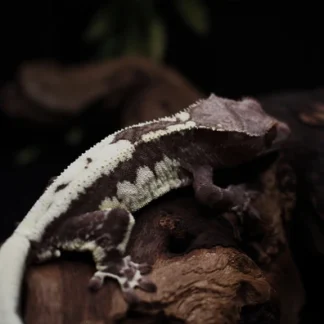 Frapp Crested Gecko For Sale !!! - Buy Online at Crested Geckos US