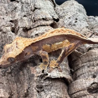 5 Lot Crested Geckos - Buy Online at Crested Geckos US